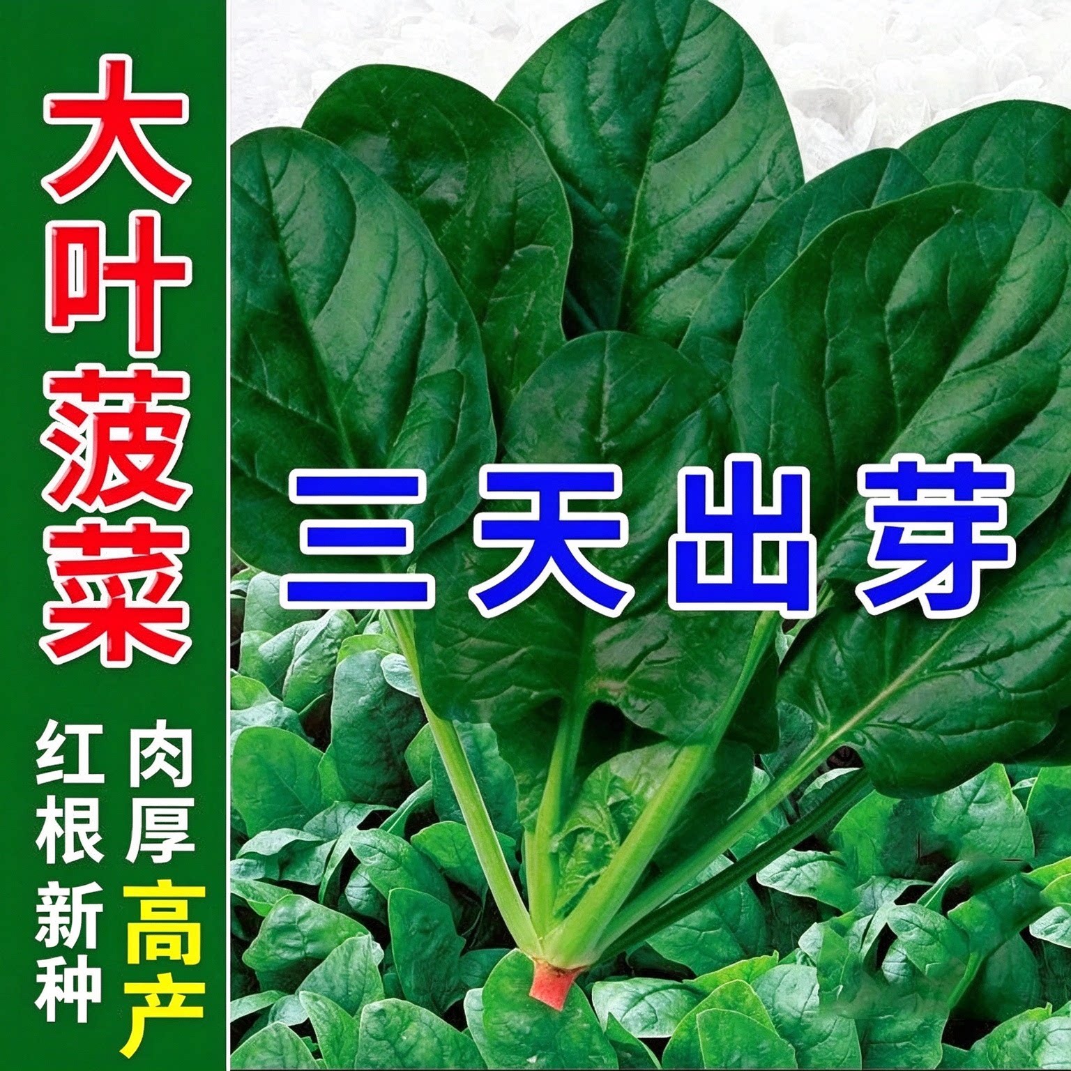大叶菠菜种子子籽四季易种耐热耐寒越冬爬地菠菜种子孑蔬菜种籽