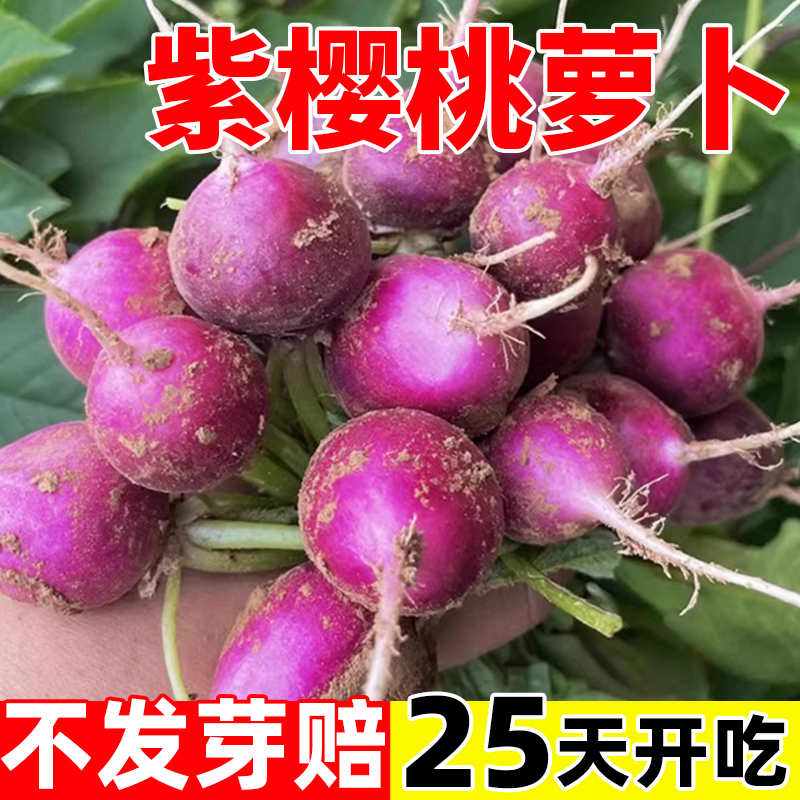 紫色樱桃萝卜种子四季种庭院阳台