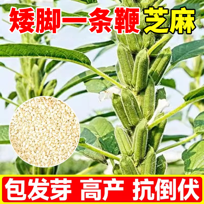 矮脚一条鞭白芝麻种子四季种植早熟高产黑芝麻种籽菜园大田易活苗