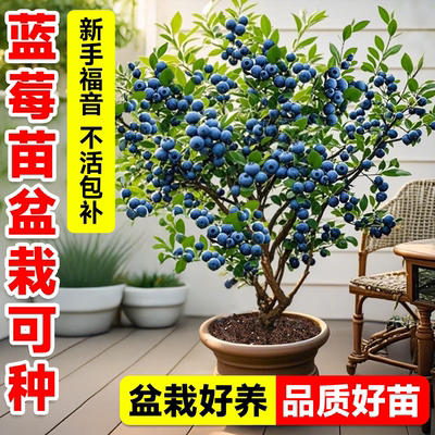蓝莓树果苗盆栽带大果蓝梅苗