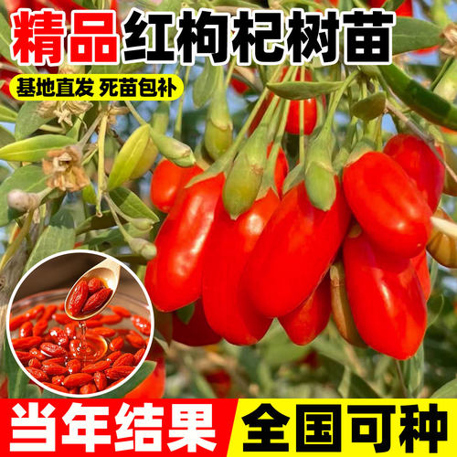 枸杞树苗老桩红黑阳台盆栽