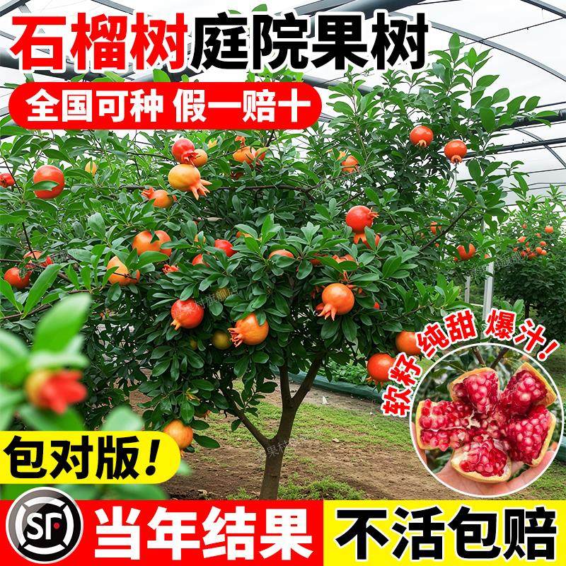 石榴树庭院果树突尼斯软籽盆栽嫁