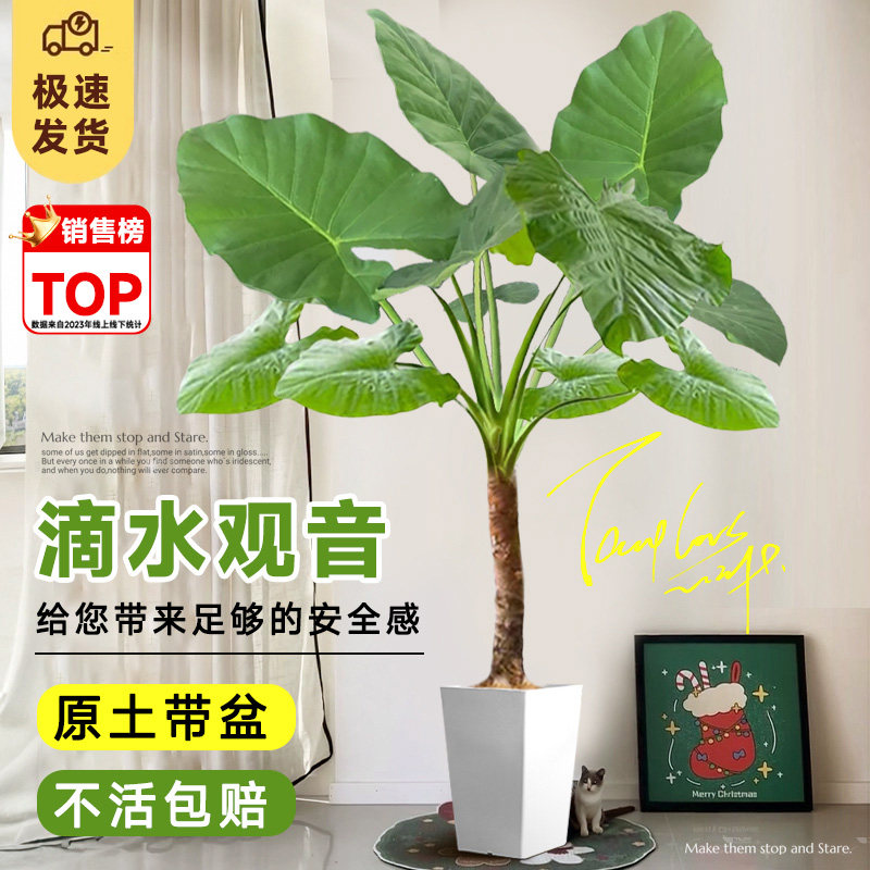 滴水观音绿植海芋大叶老桩小叶办