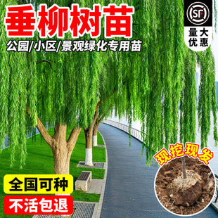 垂柳树苗庭院园林工程绿化耐寒常青行道树黄金丝垂青皮柳四季种植