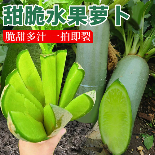 萝卜种子天津沙窝萝卜籽水果凤梨