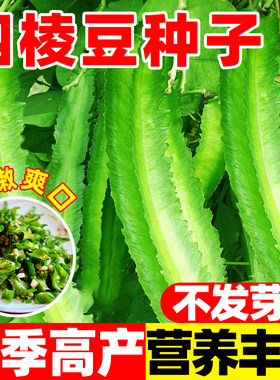 四棱豆角种子四季高产蔬菜种子