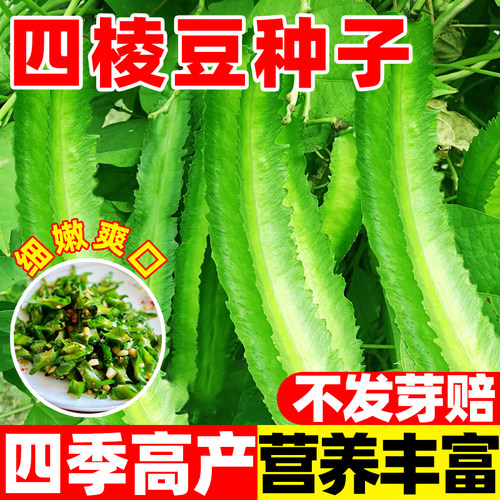 四棱豆角种子四季高产蔬菜种子