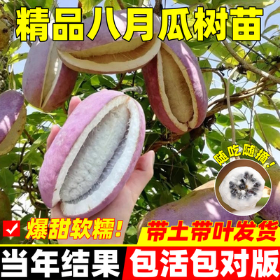 无籽八月瓜树苗南北方庭院四季种