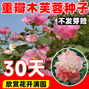 重瓣木芙蓉种子四季开花易活阳台庭院盆栽拒霜花木莲地芙蓉花种籽