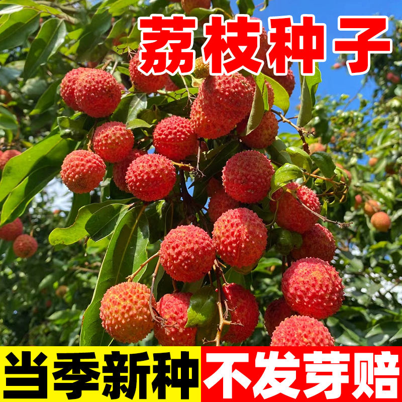新采果树种籽荔枝子盆栽水