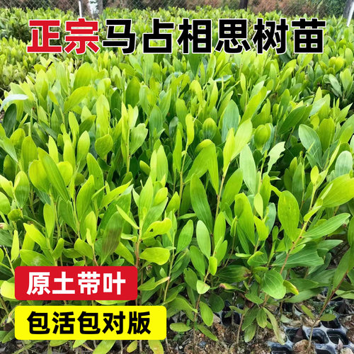 马占相思苗大叶相思苗台湾