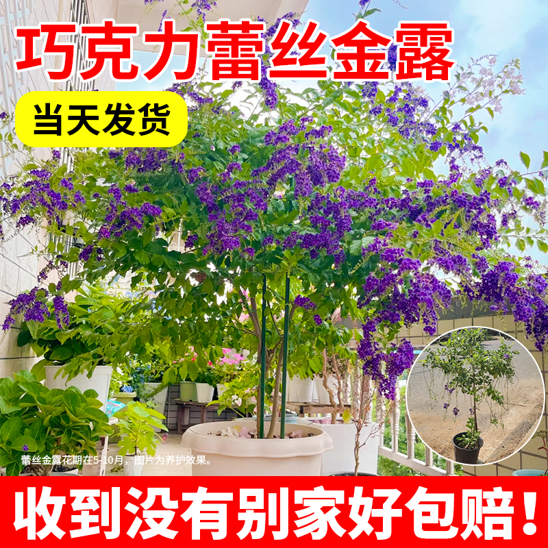 巧克力蕾丝金露花棒棒糖型花卉绿植室内客厅阳台耐热花卉植物盆栽