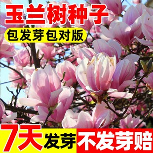 玉兰树种子紫白黄二乔娇红别墅庭院大型耐寒盆栽风景树玉兰花种籽