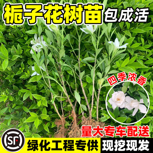 栀子花树苗大叶栀子花庭院园林工