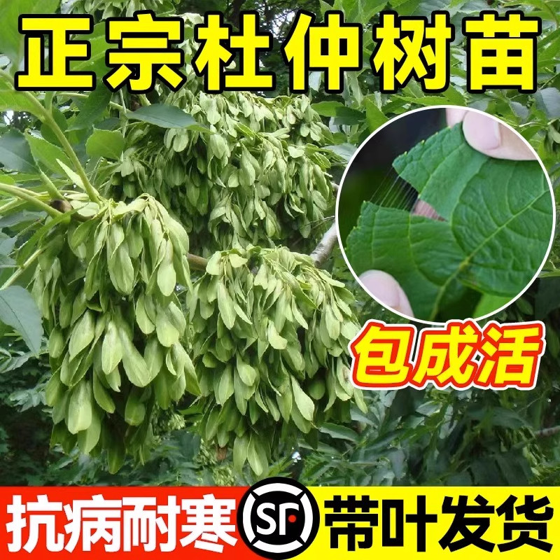 药用杜仲树苗药材种植苗中草药连翘酸枣庭院盆栽地栽四季果树果苗