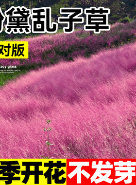 粉黛乱子草籽花种子毛芒乱子草种