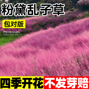 粉黛乱子草籽花种子毛芒乱子草种籽四季网红花卉庭院观赏耐寒花籽