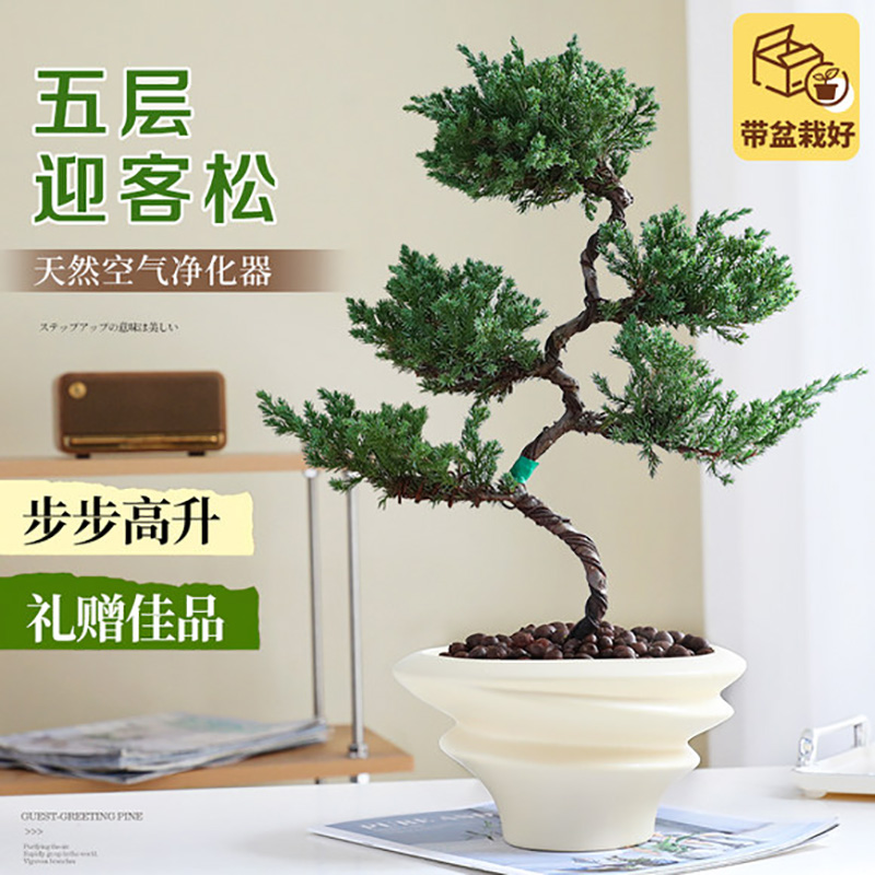 迎客松真树盆景五层塔松真柏客厅