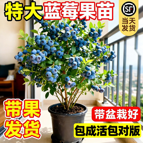 蓝莓树果苗盆栽蓝莓树苗带大果草
