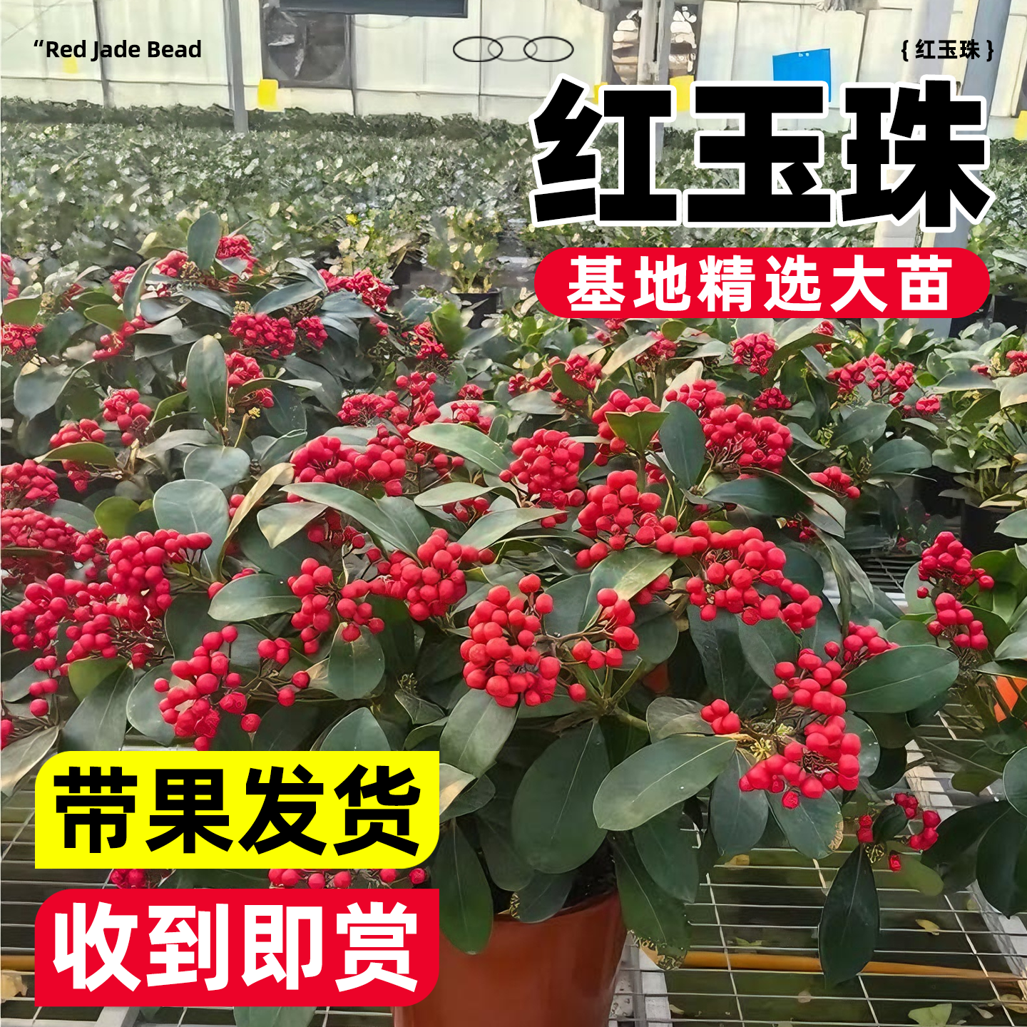 进口红玉珠紫珊瑚北美冬青年宵节