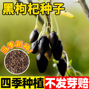 野生黑枸杞种子籽蔬菜种孑阳台种植宁夏南方北方盆栽种子四季大全