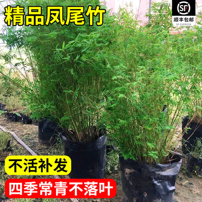 米竹盆栽凤尾竹客厅绿植庭院植物