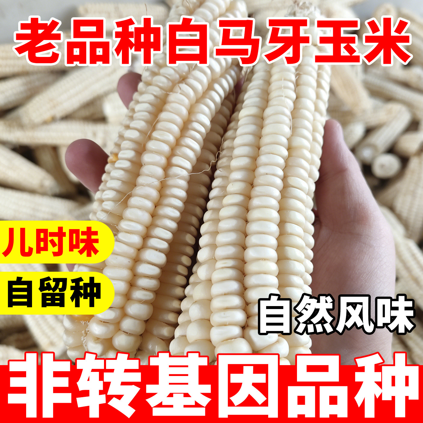 老品种白马牙玉米农家自留非转基因老式传统笨玉米棒干玉米粒种子