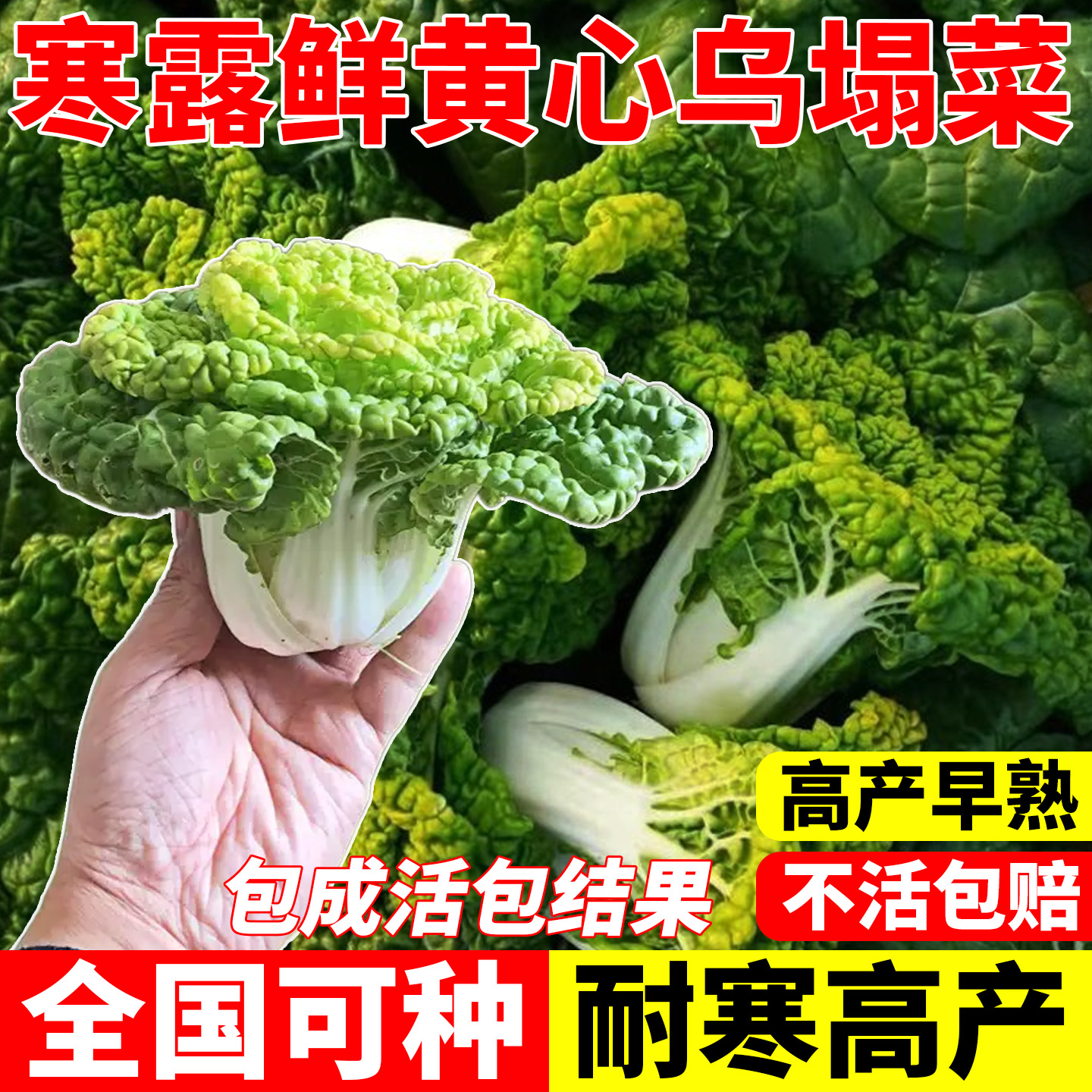 寒露鲜黄心乌塌菜种子雪里黄卷芯