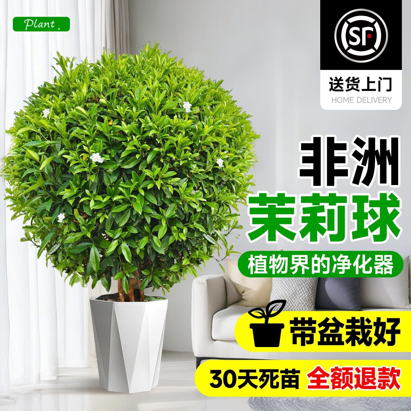 非洲茉莉盆栽室内客厅办公室落地