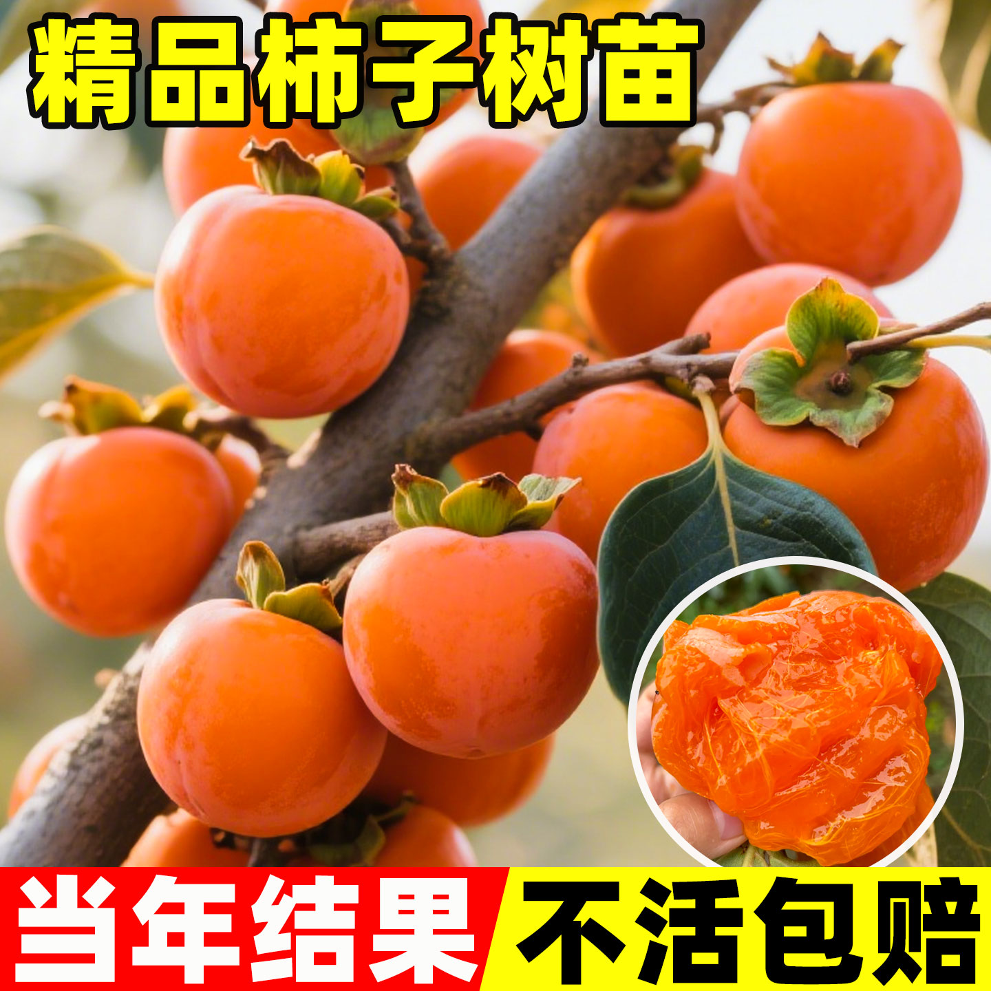 柿子苗树甜脆无核四季种植易成活