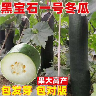 黑宝石一号冬瓜种子早熟抗病高产黑皮冬瓜种籽特大青皮巨型东瓜苗