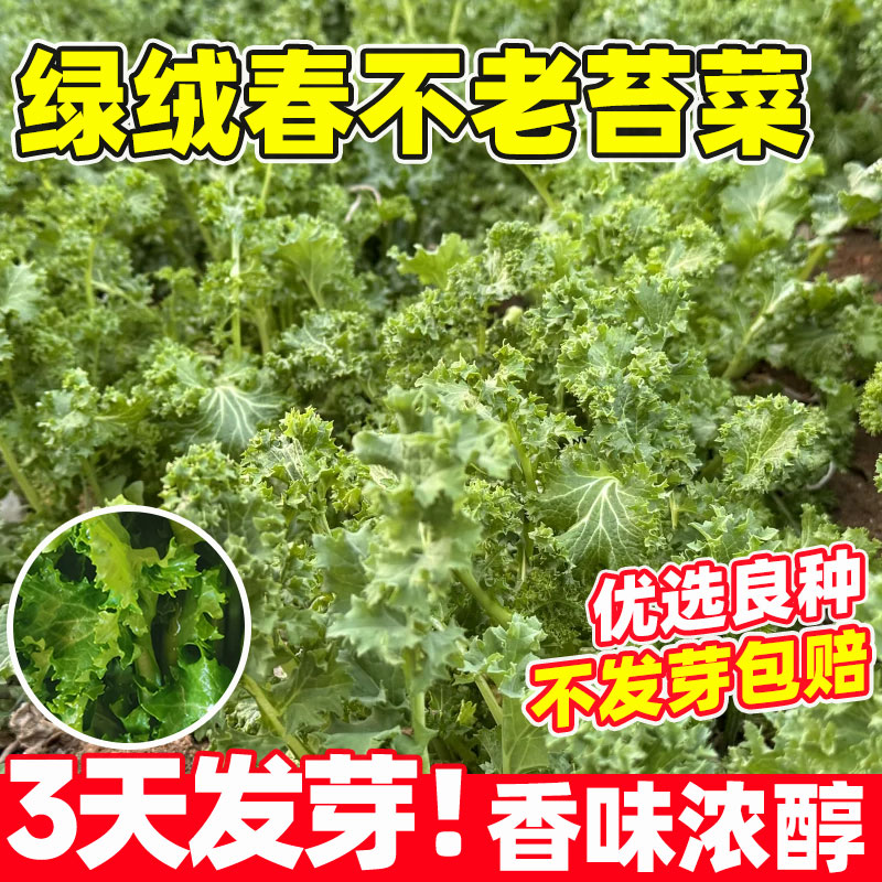 绿绒春不老苔菜种子早熟抗病高产