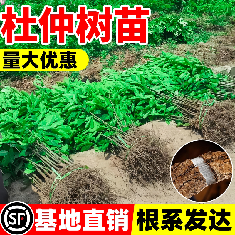 药用杜仲树苗中草药连翘药材种植苗庭院耐寒地栽四季果树果苗盆栽