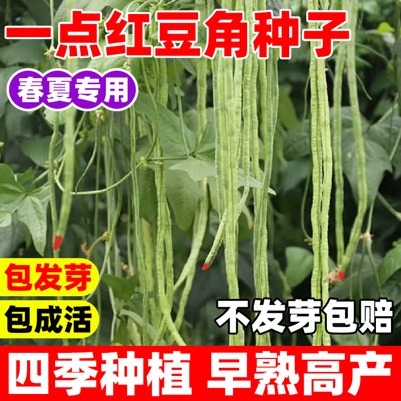 一点红长豆角种子四季早熟高产图片