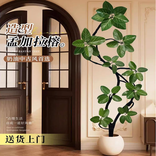 孟加拉榕树造型盆栽网红植物黄金