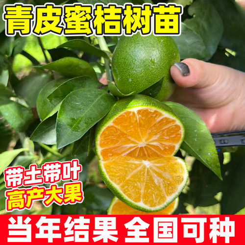 早熟青皮蜜桔耐寒橘子树果树果