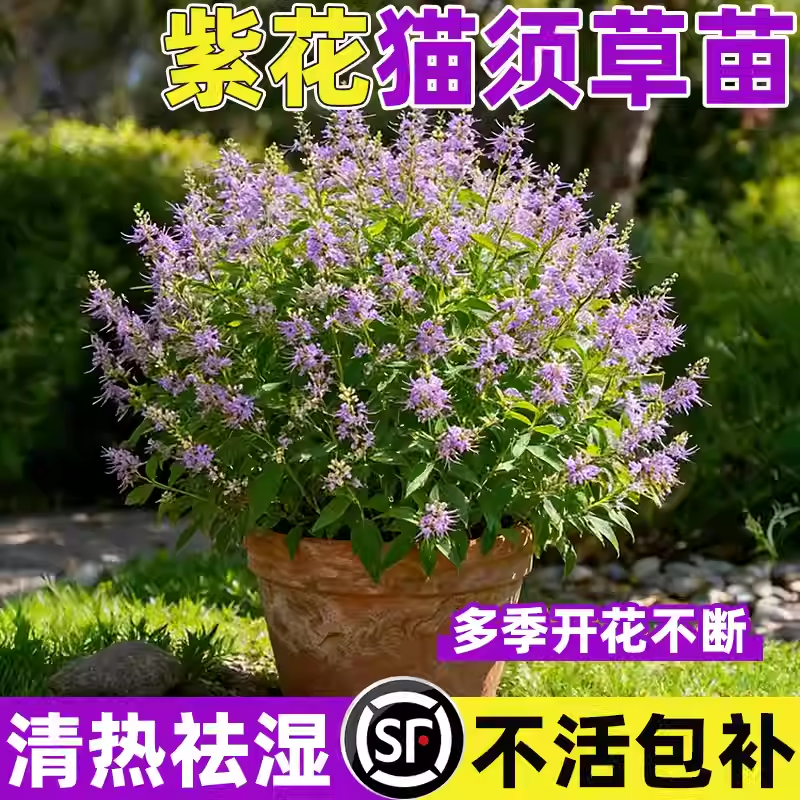 紫花猫须草苗四季种植易成活化石草中草药猫须公肾茶白花肾草大苗