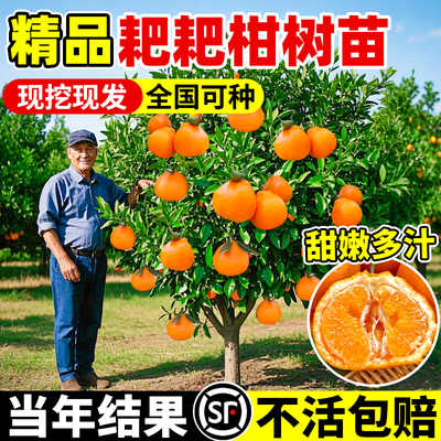 春见耙柑树苗正宗四川丑橘
