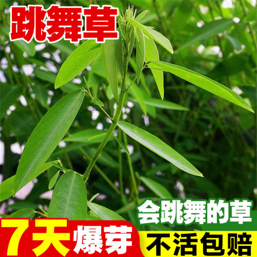 跳舞草种子情人草种籽四季种盆栽