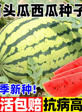 石头瓜西瓜种子超甜大果型懒汉