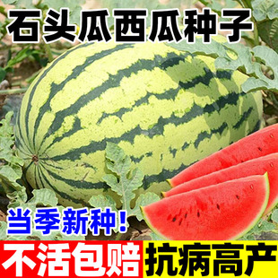 石头瓜西瓜种子超甜大果型懒汉大西瓜种籽大田农家庭院西瓜种孑籽