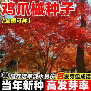 鸡爪槭种子籽原生小叶鸡爪枫树苗林木庭院风景树四季常青苗木绿化