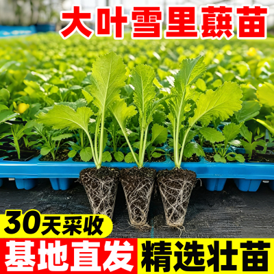 大叶雪里蕻秧苗雪里红雪菜耐寒抗