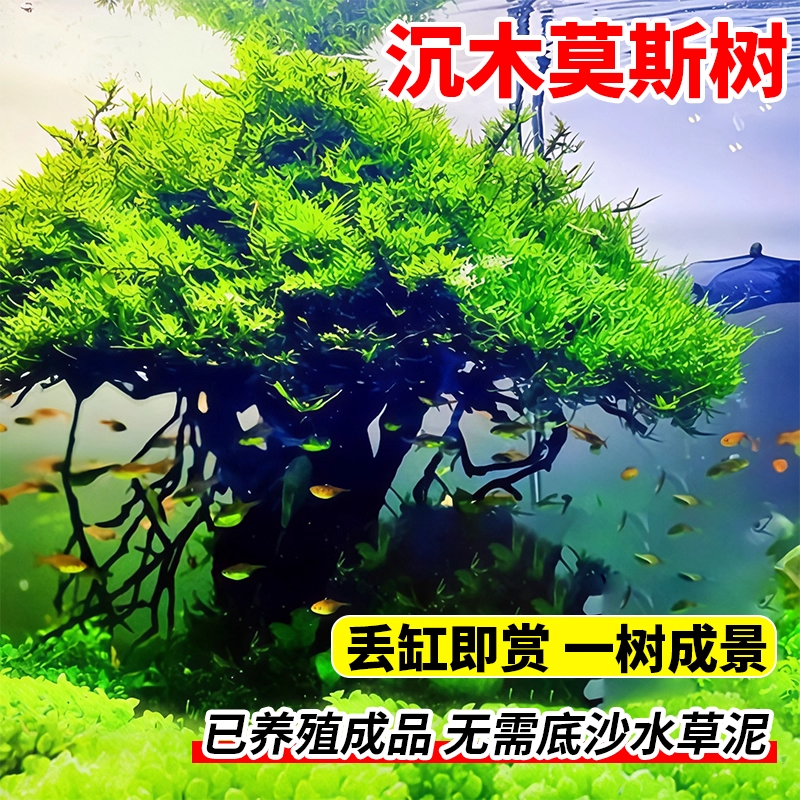 沉木莫斯树成品懒人鱼缸造景树水