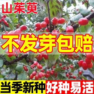 山茱萸种子红衣仙子山萸肉山芋肉山于肉树苗苗树佛坪多年生种籽孑