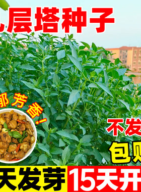 九层塔种子金不换罗勒新鲜可食用