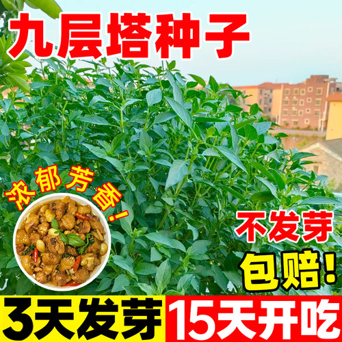 九层塔种子金不换罗勒新鲜可食用