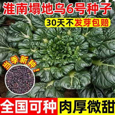 淮南塌地乌6号乌塌菜种籽黑心乌