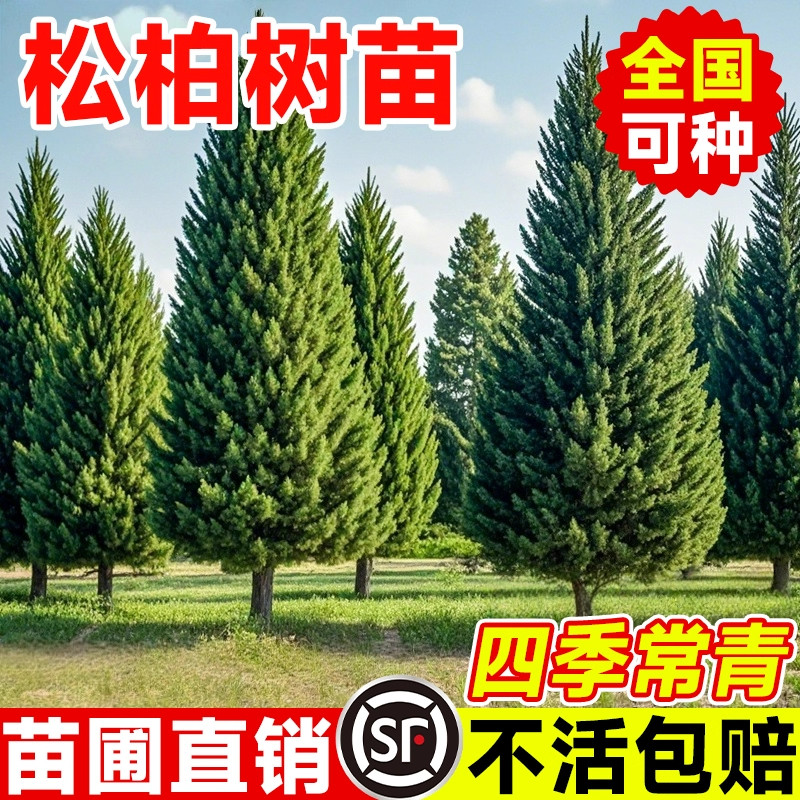 松柏树苗四季常青柏树塔柏图片
