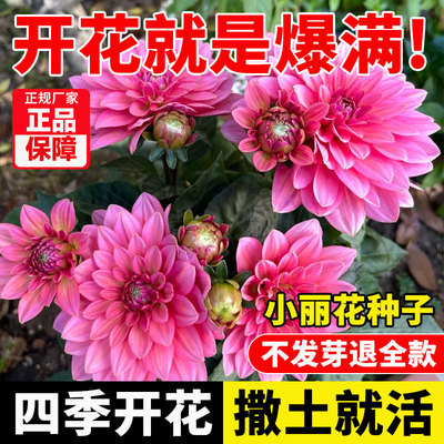 重瓣小丽花种子地瓜多年生